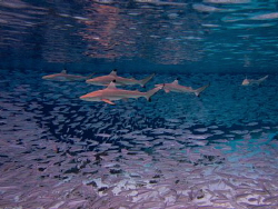 5 Blacktips hunting by Spencer Burrows 